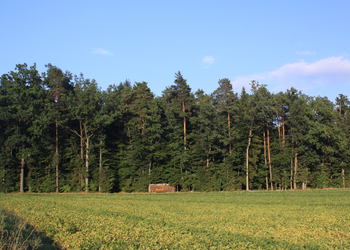 Stieleichen-Rotföhrenwälder - © Emanuel Trummer